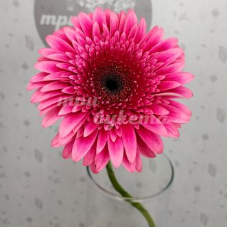 Розовая гербера Мариатта